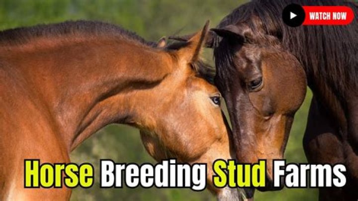 What are horse breeding rights?